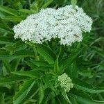 Sambucus ebulusKvět