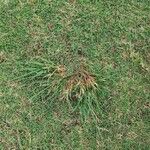 Poa annuaLeaf