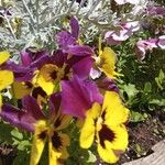 Viola x wittrockiana Цвят