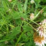 Trifolium fragiferum ഇല