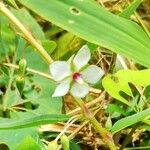 Sauvagesia erecta फूल