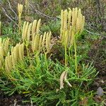 Lycopodium × zeilleri Elinympäristö