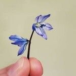 Scilla sibericaফুল