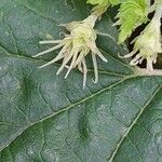 Humulus lupulus Virág