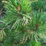 Pinus cembraList