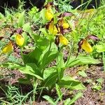 Cypripedium calceolus Costuma