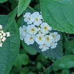 Lantana canescens Цвят