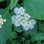 Lantana canescens 花