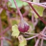 Cymbalaria muralis Плод