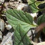 Scutellaria alpina Blatt