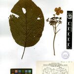Hydrangea robusta