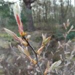 Salix daphnoides Leaf