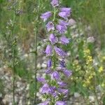 Campanula bononiensis 花