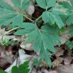 Anemone nemorosa Folha