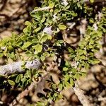 Maerua crassifolia Hoja