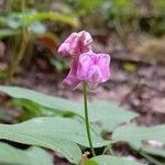 Lathyrus venetus Fleur