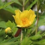 Paeonia ludlowii Цветок