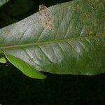 Clavija costaricana Leaf