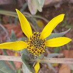 Helianthus mollis 花