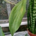 Aspidistra elatior Leaf