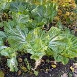 Brassica oleracea Habitus