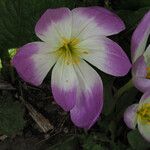 Colchicum speciosum Floare