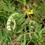 Hippocrepis multisiliquosa Altro