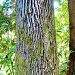 Cinnamomum camphora 樹皮