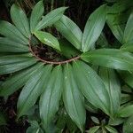 Hellenia speciosa Leaf