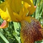Iris variegata Blüte