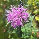 Monarda fistulosaFlor