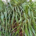 Pandanus odorifer Leaf
