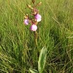 Eulophia latilabris Hábito