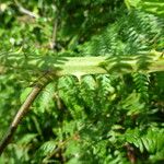 Rubus scabripes പുറംതൊലി