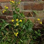 Lapsana communis 整株植物
