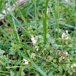 Cardamine parviflora Blad