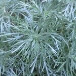 Artemisia schmidtiana Liść