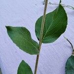 Shepherdia canadensis Leaf