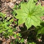 Diphylleia cymosa Hoja