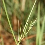 Nigella nigellastrum Likasa