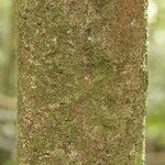Protium apiculatum Kabuk