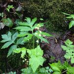 Mitella diphylla Hábitos