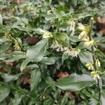 Sarcococca ruscifolia Blomst