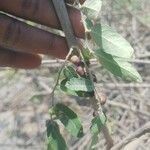 Phyllanthus reticulatus Fruit