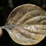 Monimia rotundifolia Leaf