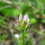 Trifolium strictum Λουλούδι