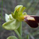 Ophrys lupercalis Mosusu