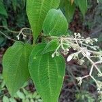 Miconia bullatifolia Yaprak