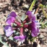 Astragalus cruckshanksiiКвітка