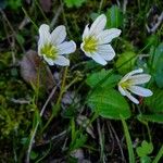 Gagea serotina Flower